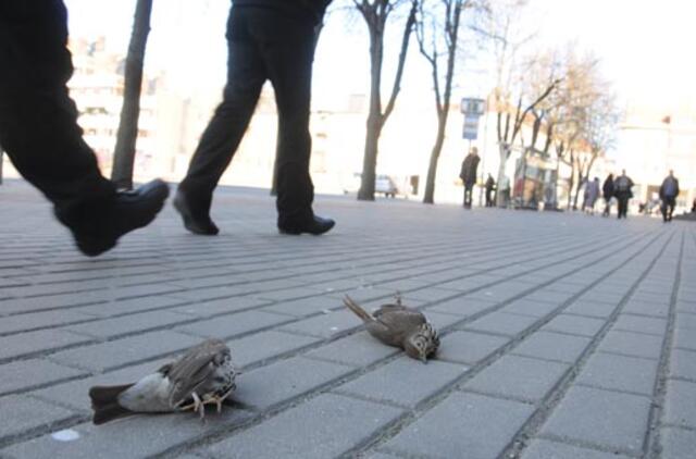 Prie Muzikinio teatro - negyvi paukščiai