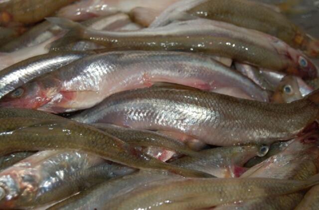 Stintmetis: žvejai sulaukė savo valandos