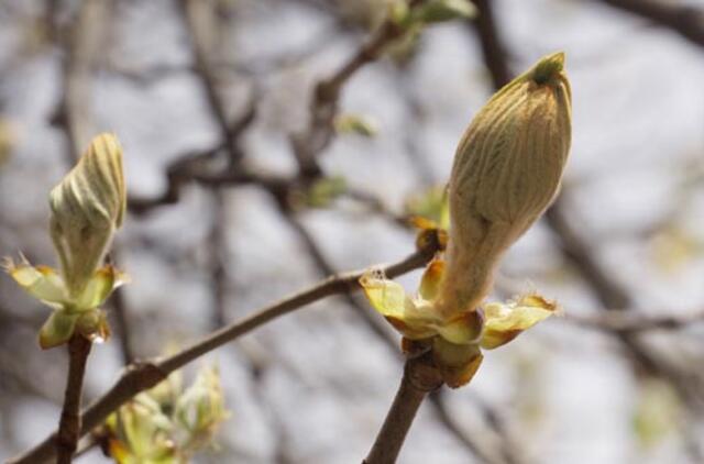 Gegužės 1-oji: vardadieniai, dangaus kūnai, istorija