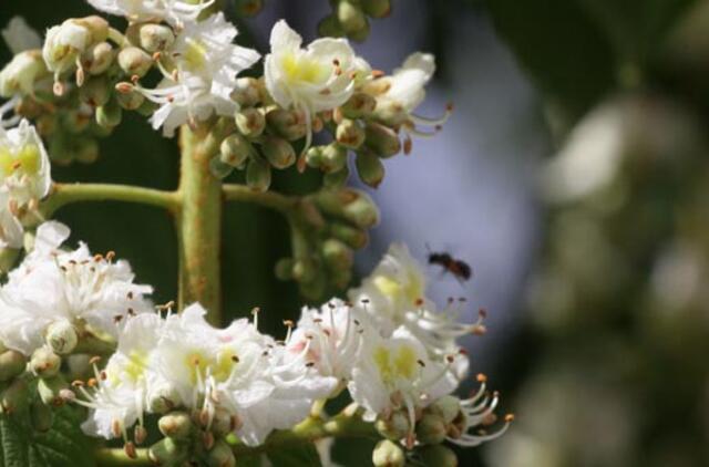 Gegužės 11-oji: vardadieniai, dangaus kūnai, istorija