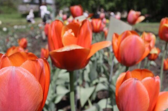 Gegužės 17-oji: vardadieniai, dangaus kūnai, istorija