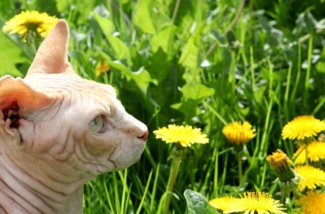 Gegužės 24-oji: vardadieniai, dangaus kūnai, istorija