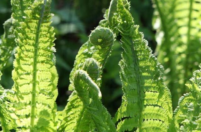 Gegužės 28-oji: vardadieniai, dangaus kūnai, istorija