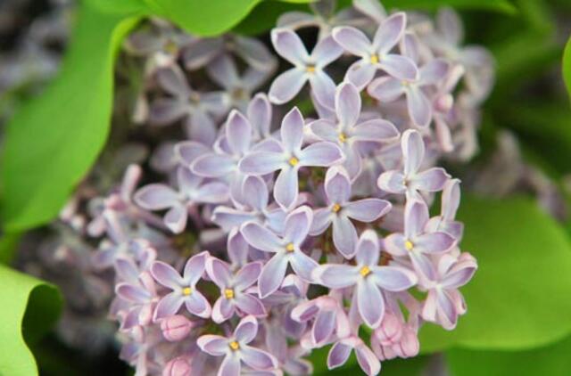 Gegužės 29-oji: vardadieniai, dangaus kūnai, istorija