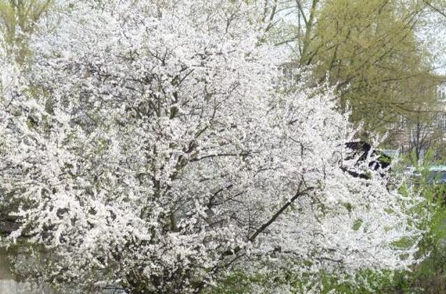 Gegužės 3-oji: vardadieniai, dangaus kūnai, istorija