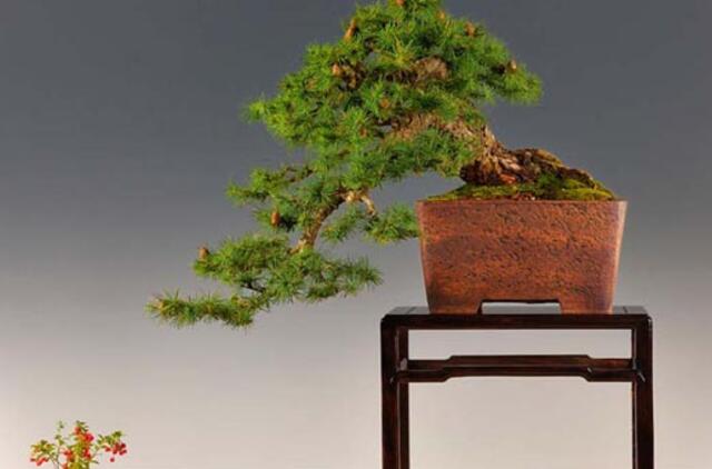 Į Vilnių kviečia japoniškų menų festivalis