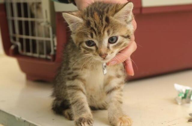 Kačiuką pro langą išmetusiam vyrui - 60 valandų viešųjų darbų