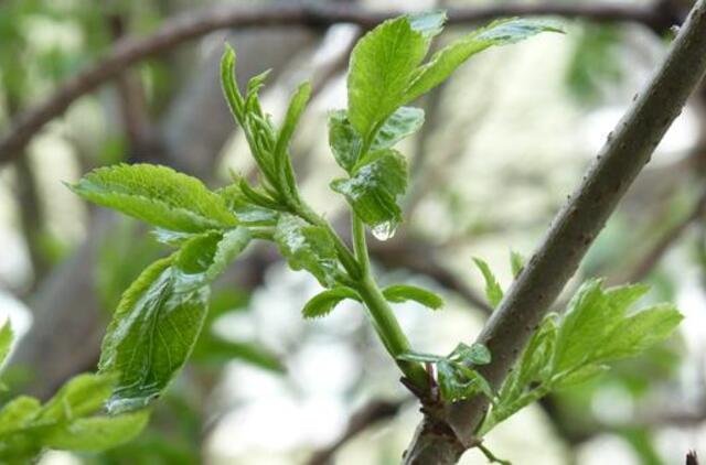 Klaipėda: VE.lt pristato gegužės 3-osios įvykius