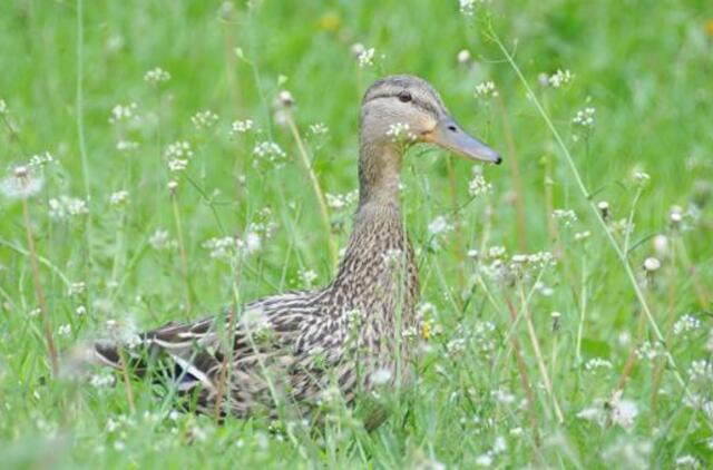 Klaipėda: VE.lt pristato gegužės 31-osios įvykius