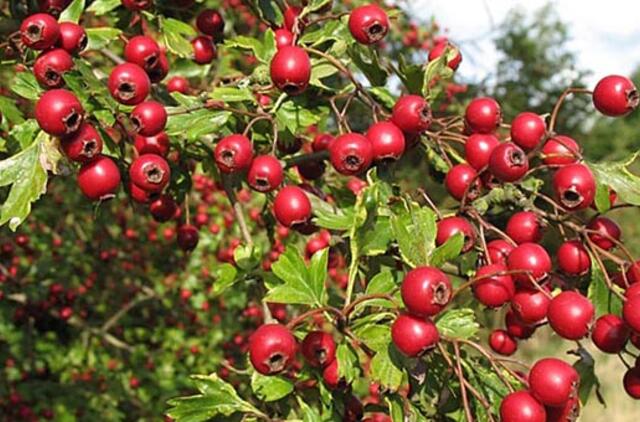 Liaudiškos priemonės nuo...