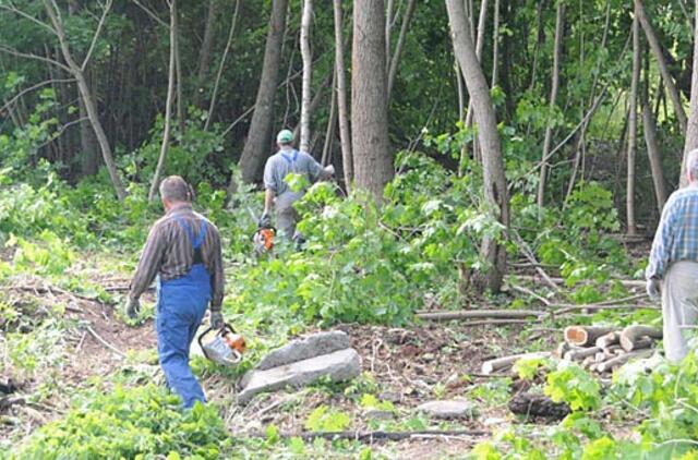 Medžių kirtimas žmonėms kelia įtarimų