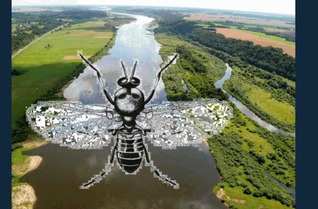 Ministerija: būsimas mašalų antpuolis - kol kas tik spėlionės