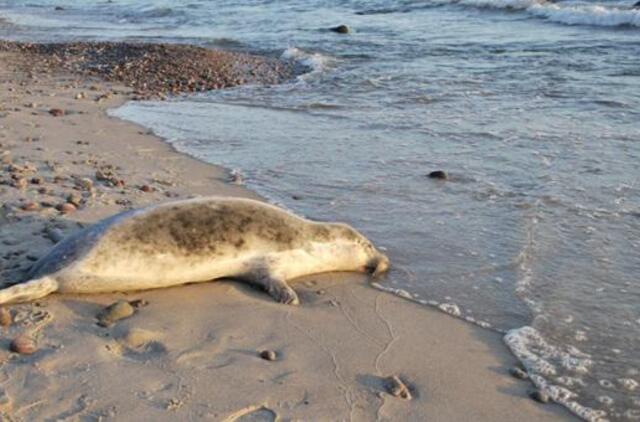 Pajūryje rastas negyvas ruoniukas