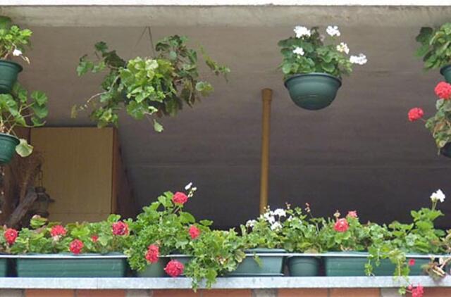 Papuoškime miestą gėlėmis