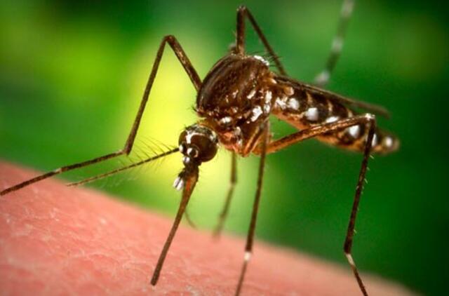 Pasaulyje nuo uodų platinamų ligų mirė daugiau žmonių nei per visus pasaulio karus