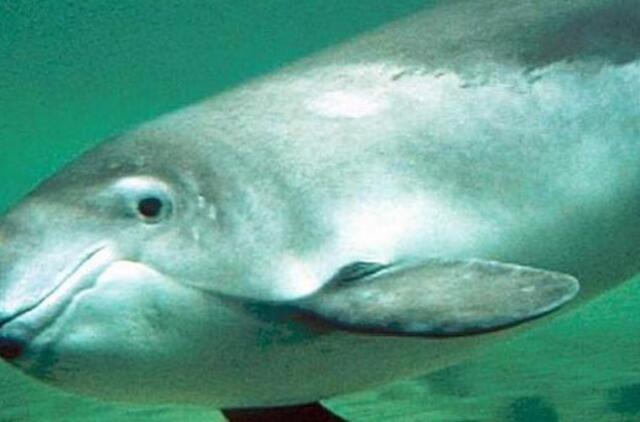 Pažymima Baltijos jūros kiaulės diena