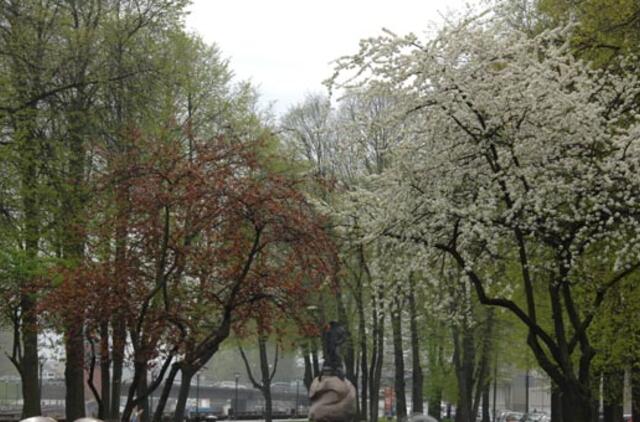 Savaitgalis dar bus vėsokas, vėliau orai ims šilti