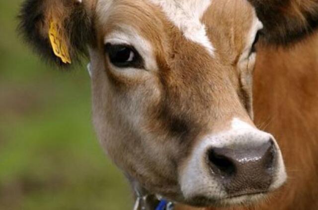 Argentina: klonuota karvė duos pieno, kuris bus panašus į "žmogaus pieną"