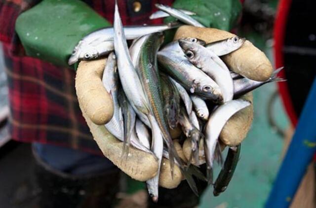 Baigėsi Europos vandenyse lietuvių sugaunama žuvis