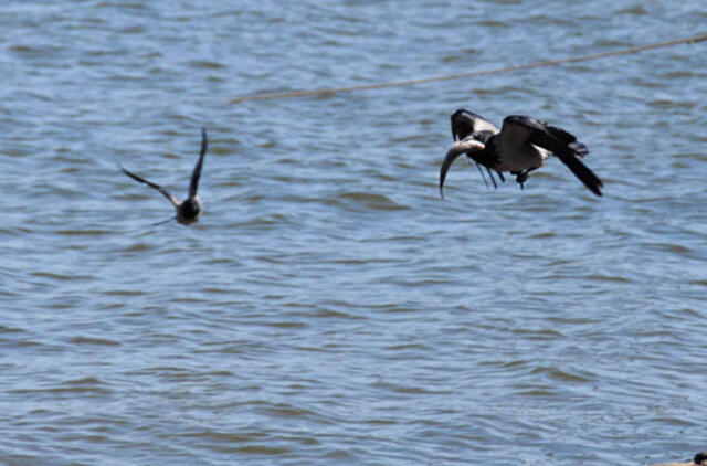 Birželio 19-oji: vardadieniai, dangaus kūnai, istorija