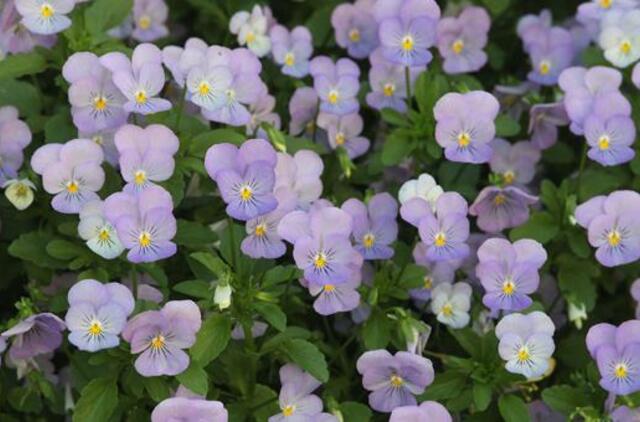 Birželio 26-oji: vardadieniai, dangaus kūnai, istorija