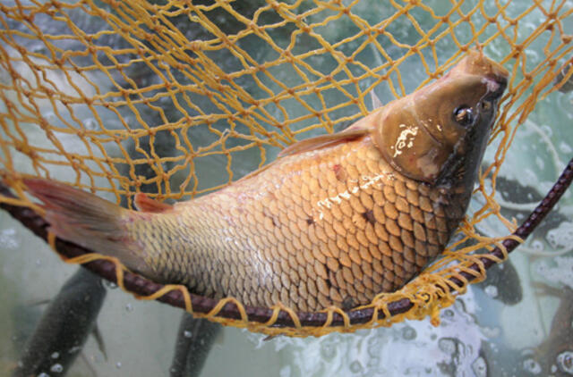 Birželio 27-oji: vardadieniai, dangaus kūnai, istorija