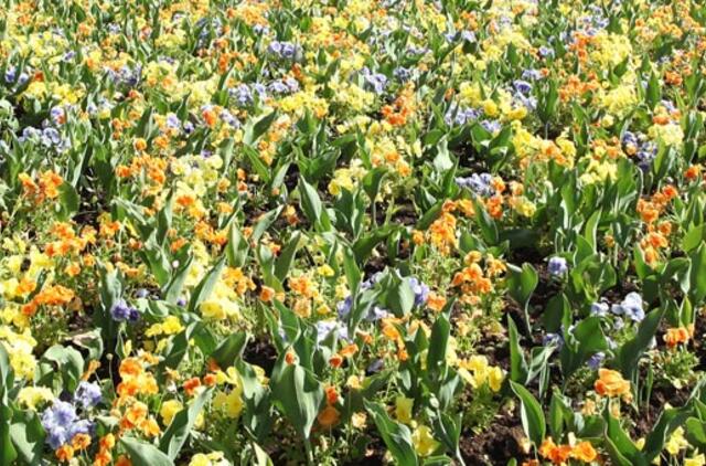 Birželio 3-oji: vardadieniai, dangaus kūnai, istorija