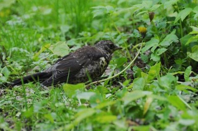 Birželio 4-oji: vardadieniai, dangaus kūnai, istorija