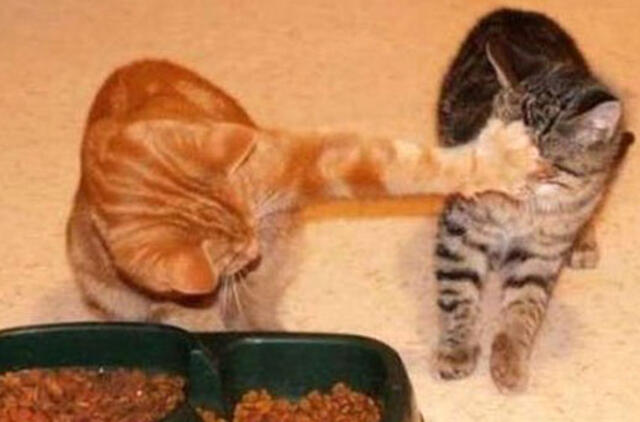 Bulvaras: tikėk - netikėk