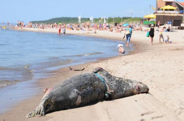 II Melnragės paplūdimyje - negyvas ruonis