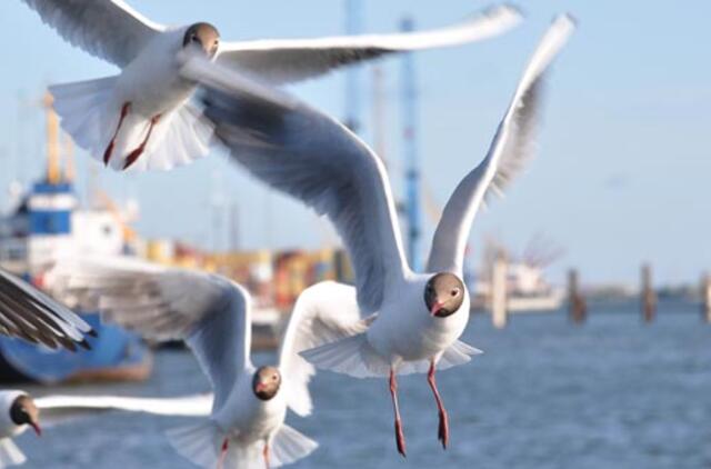 Klaipėda: VE.lt pristato birželio 22-osios įvykius