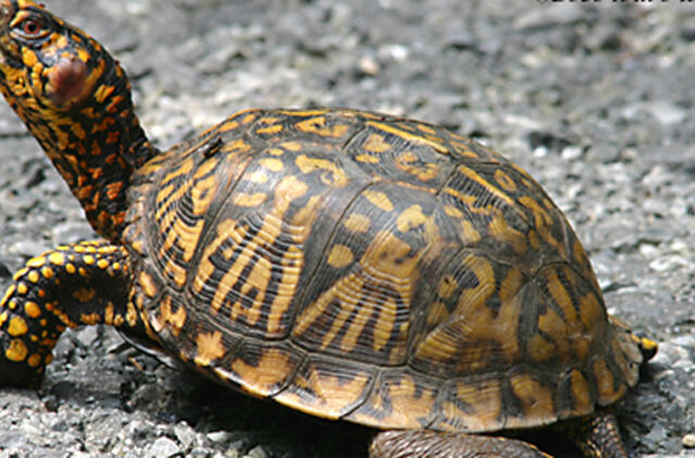 Niujorko oro uoste skrydžius sutrikdė vėžliai