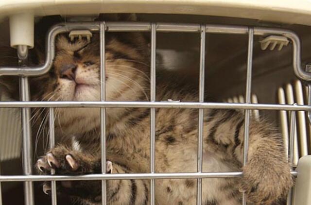 Beglobėms katėms - vietinių specialistų pagalba