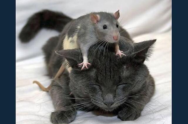 Bulvaras: tikėk - netikėk