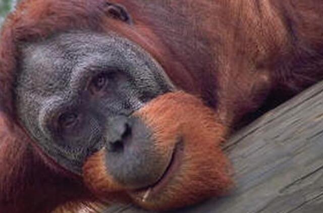 Dėl atvėsusių orų orangutangai Brazilijoje apvilkti paltais