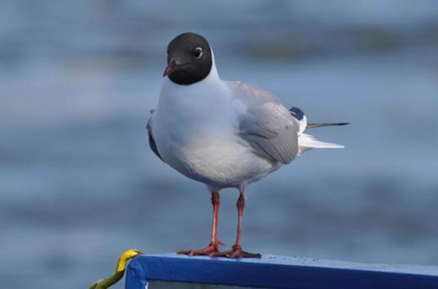 Klaipėda: VE.lt pristato liepos 1-osios įvykius