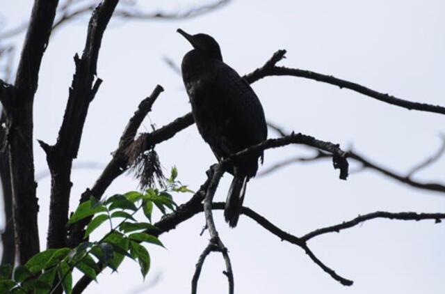 Klaipėda: VE.lt pristato liepos 25-osios įvykius