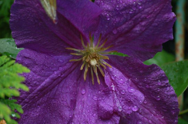 Liepos 13-oji: vardadieniai, dangaus kūnai, istorija