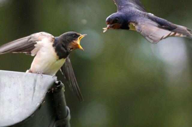 Liepos 20-oji: vardadieniai, dangaus kūnai, istorija
