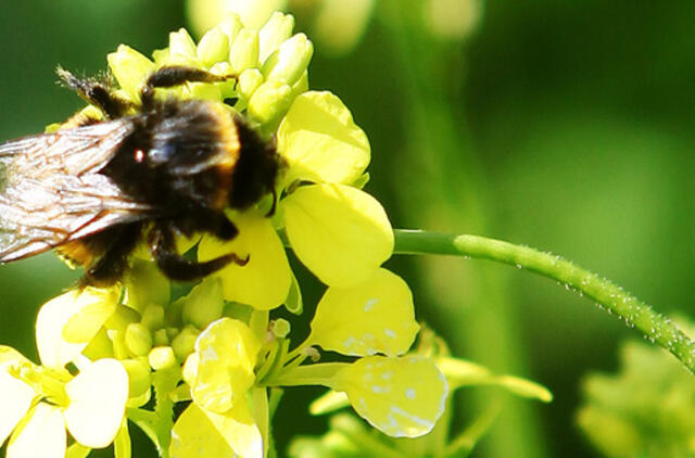 Liepos 27-oji: vardadieniai, dangaus kūnai, istorija