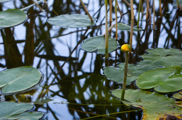 Liepos 28-oji: vardadieniai, dangaus kūnai, istorija