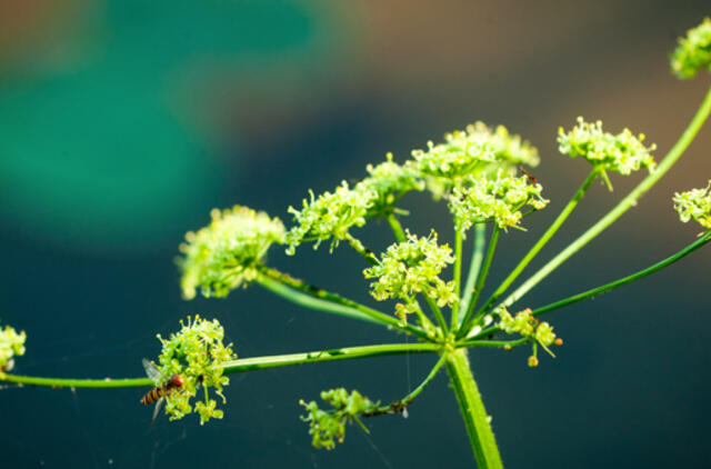 Liepos 29-oji: vardadieniai, dangaus kūnai, istorija