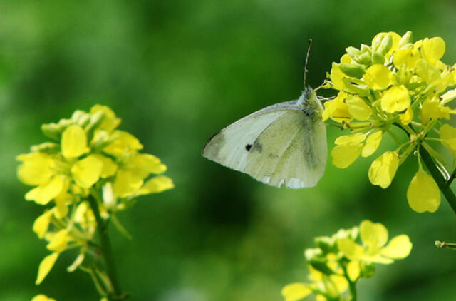 Liepos 30-oji: vardadieniai, dangaus kūnai, istorija