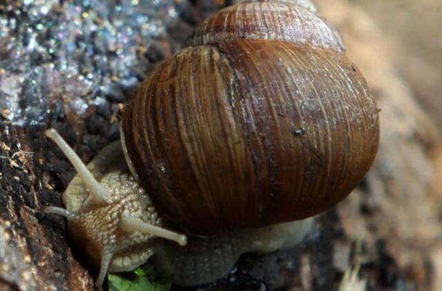 Liepos 5-oji: vardadieniai, dangaus kūnai, istorija