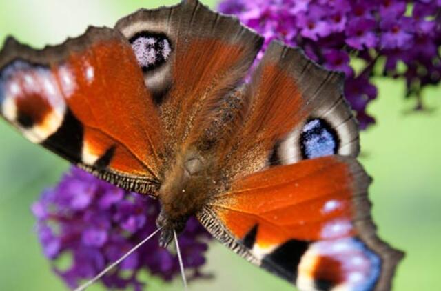 Liepos 8-oji: vardadieniai, dangaus kūnai, istorija