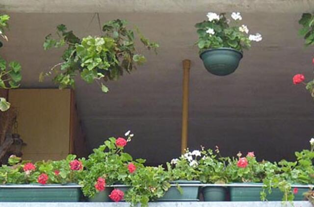 Papuoškime miestą gėlėmis