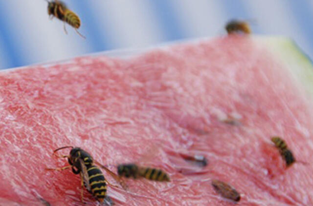 Šiemet širšės ir vapsvos puola smarkiau