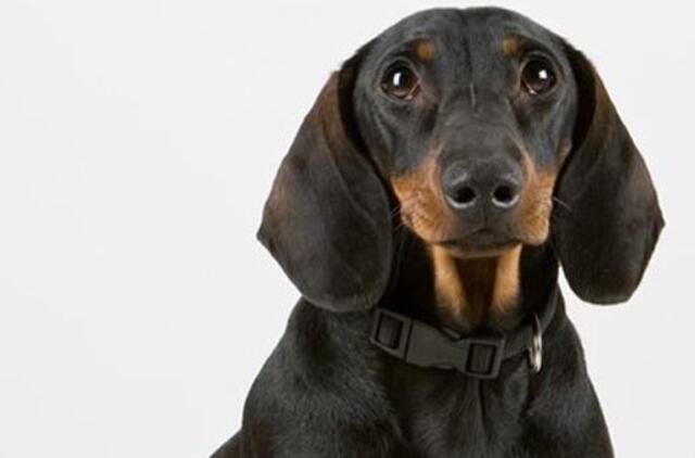 Vienas iš dešimties augintinių turi savo "Facebook" puslapį