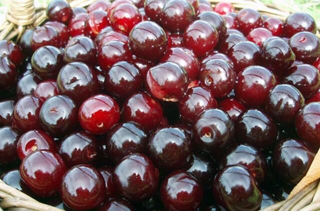 Vyšnios Žagarėje bus skanaujamos kartu su latviais