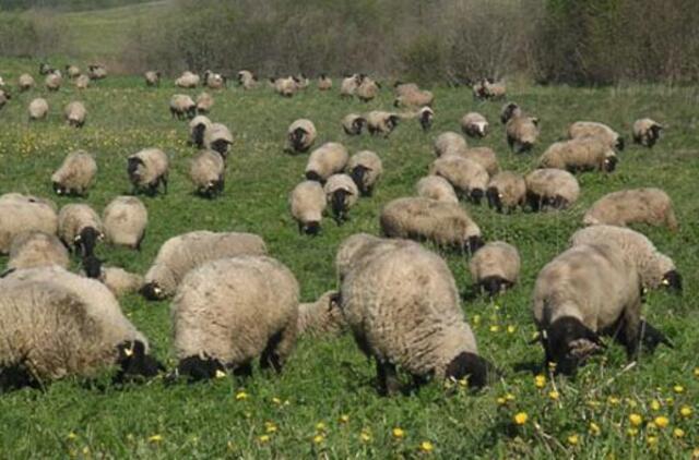 Žaibas Bosnijoje nutrenkė 65 avis